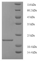 Rat Reg3g protein