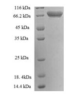 Human TGM2 protein