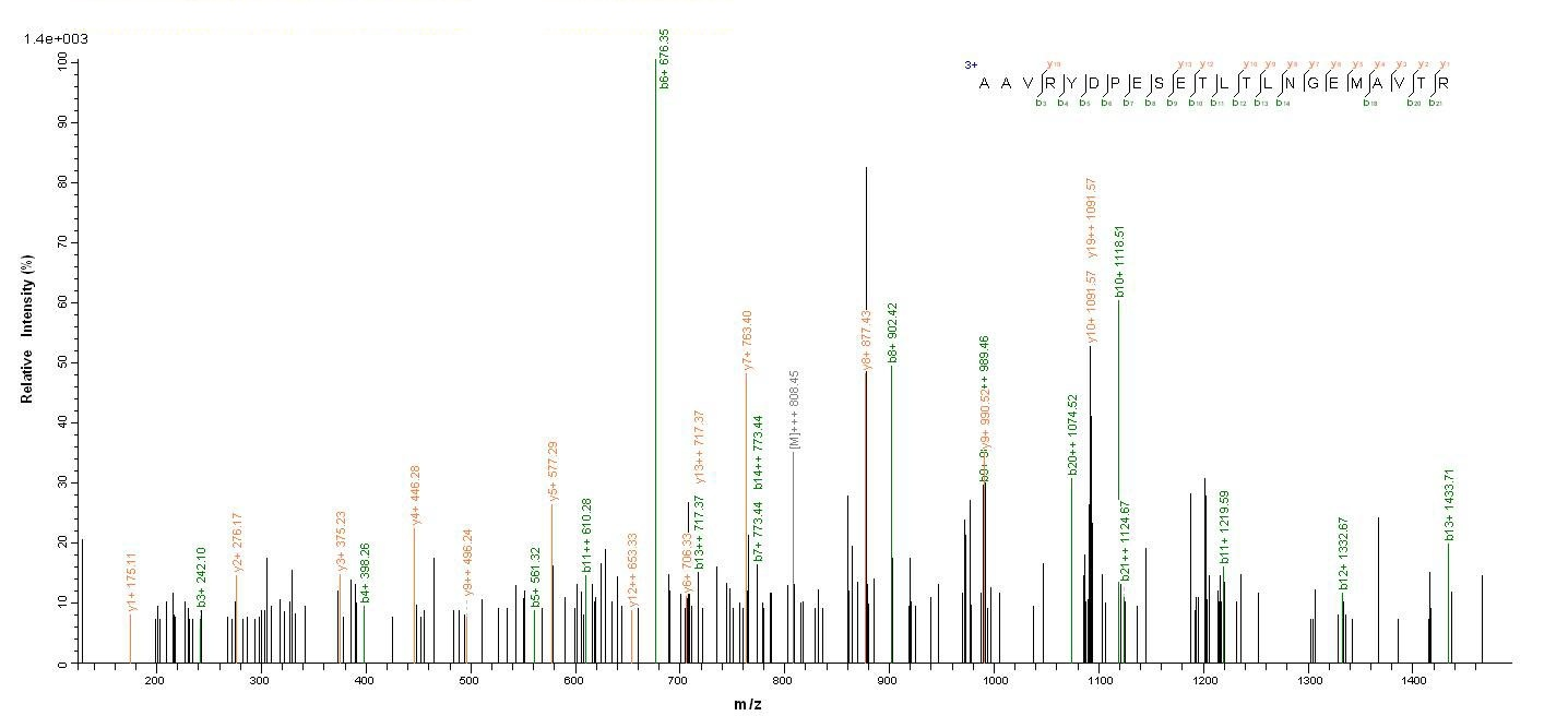 Human THRB protein