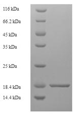 Dog TJP1 protein