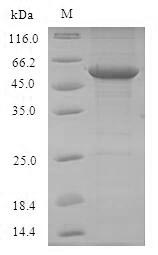 Mouse Tlr7 protein