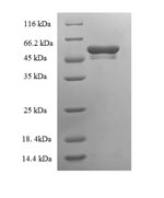 Mouse Tpsb2 protein