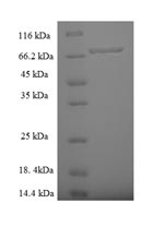 Human ZNF212 protein