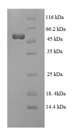 E.coli ler protein