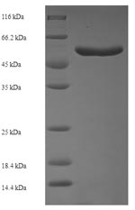 E. coli zipA protein