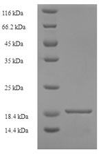 E.coli ALTA1 protein