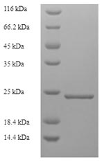 E.coli Gellan lyase protein