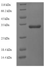 E.coli isoallergen 2 protein