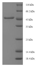 E.coli fbpB protein