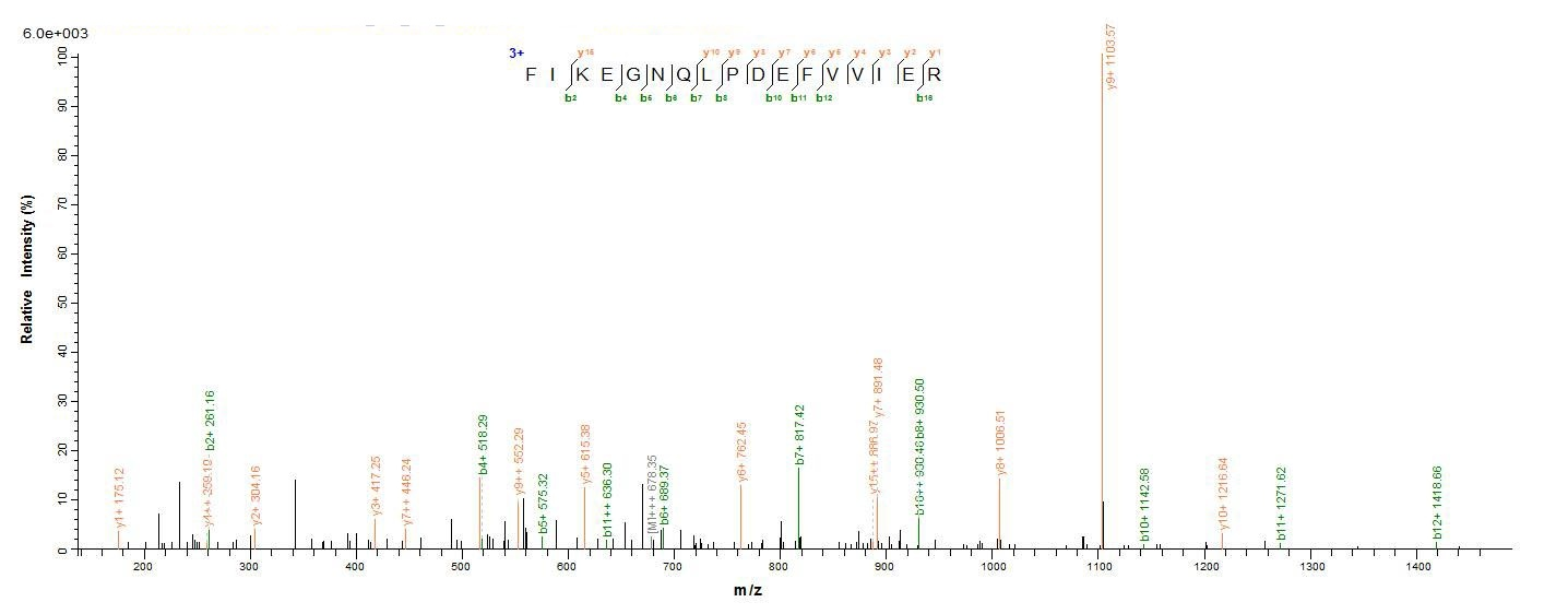 E.coli ply protein