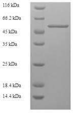 E.coli fla protein
