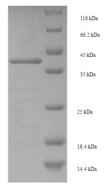 E.coli entE protein