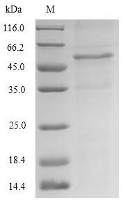 E.coli GCY1 protein