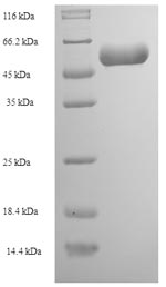 E.coli N protein