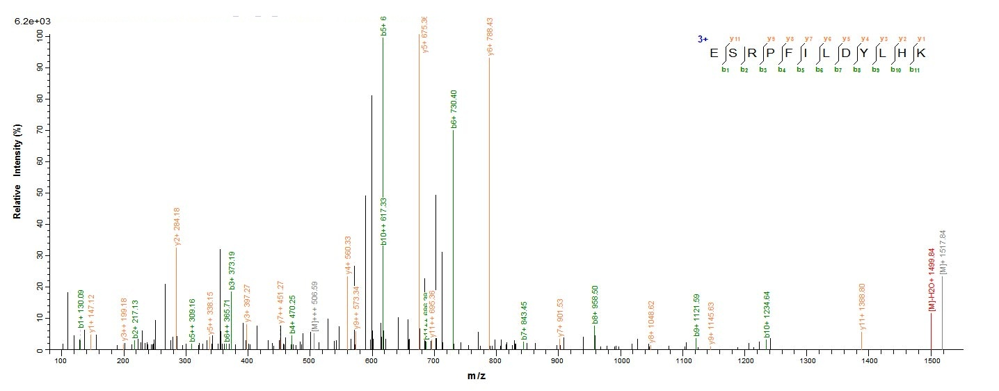 E. coli nfsA protein