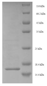 E.coli Prothoracicotropic hormone protein