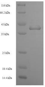 E.coli entD protein