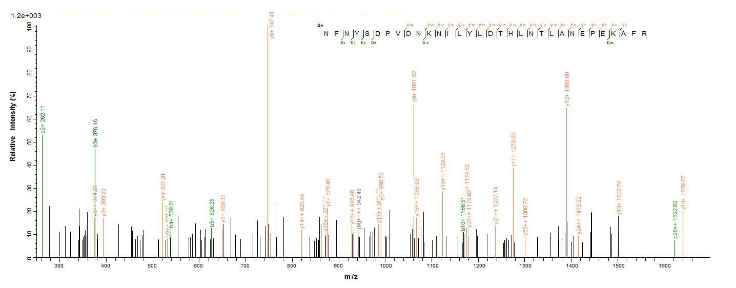 E.coli neurotoxin type C1 protein