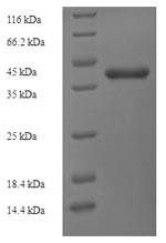 E.coli aroD protein