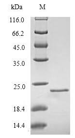 Rat Reg3b protein