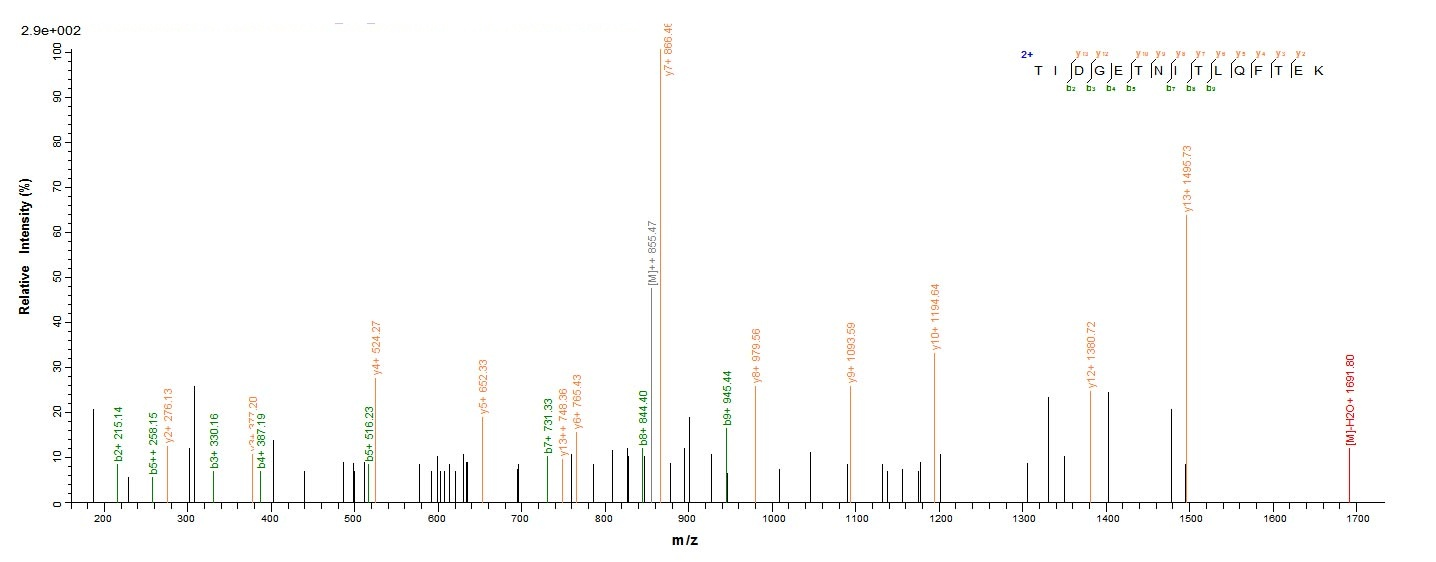 E. coli cfaE protein