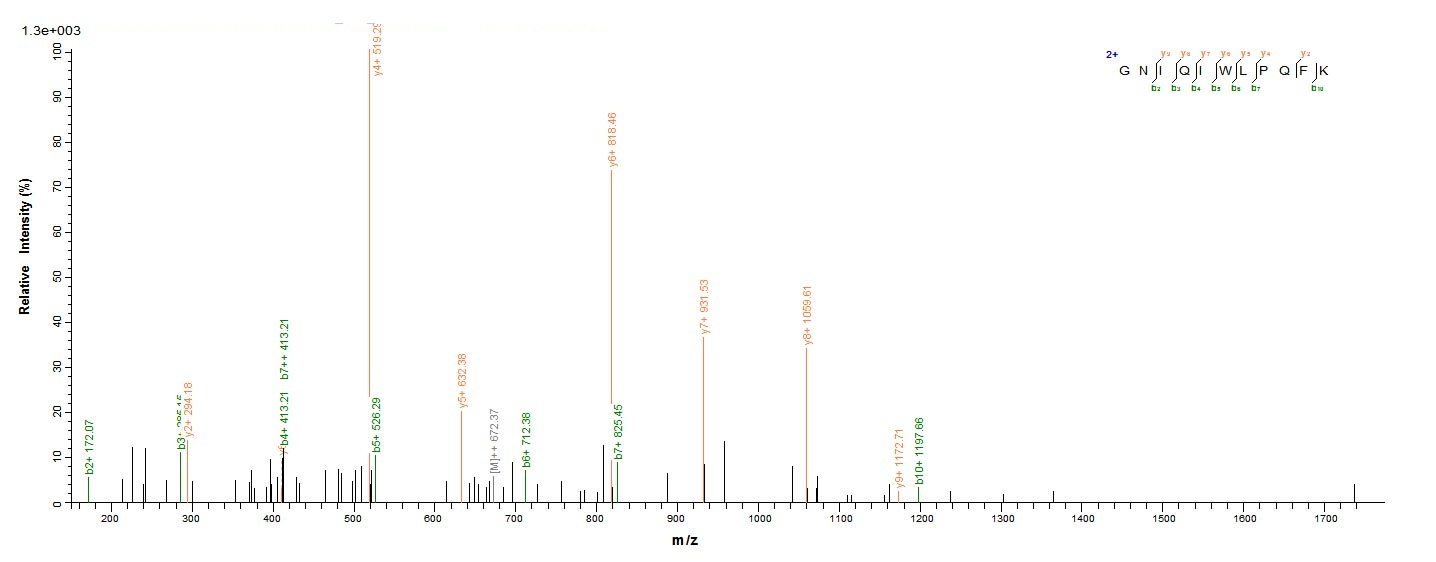E. coli cfaE protein