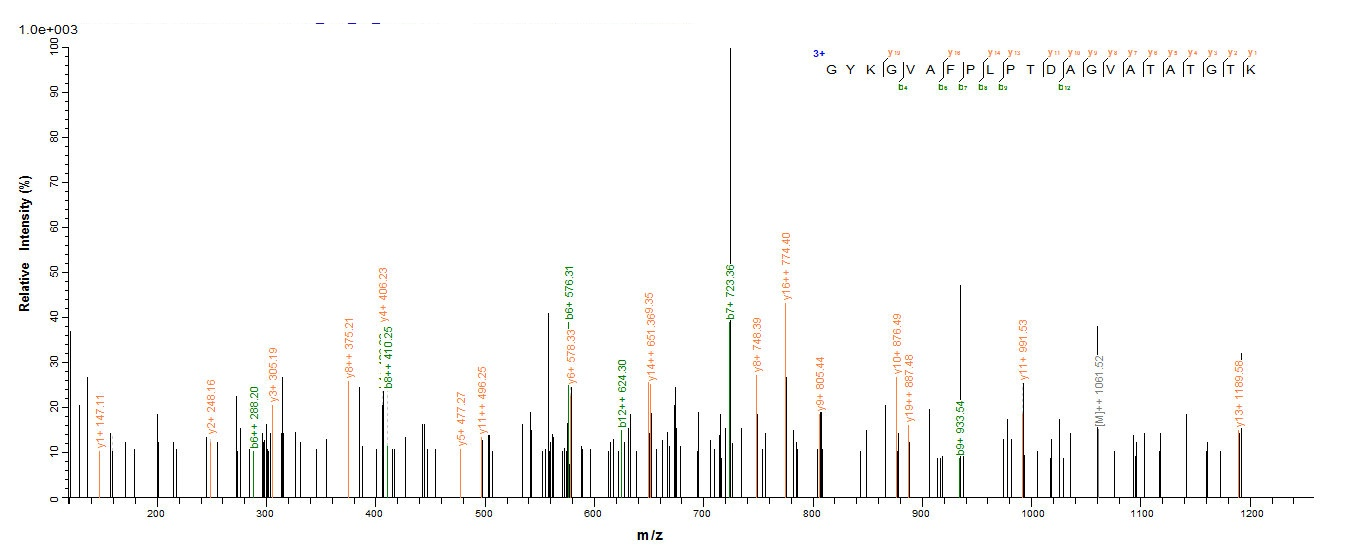 E.coli ompA protein