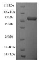 E.coli R107.2 protein