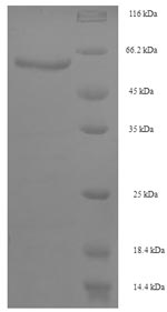 E.coli phyA protein