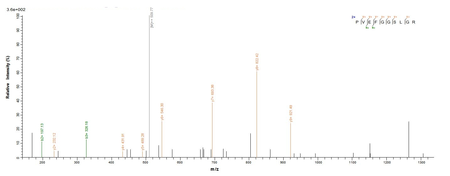 E.coli gluD protein
