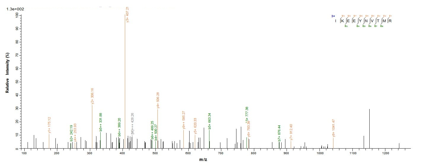 E.coli gluD protein
