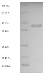 E.coli entC2 protein