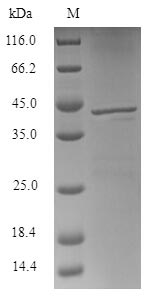 E.coli cwlM protein