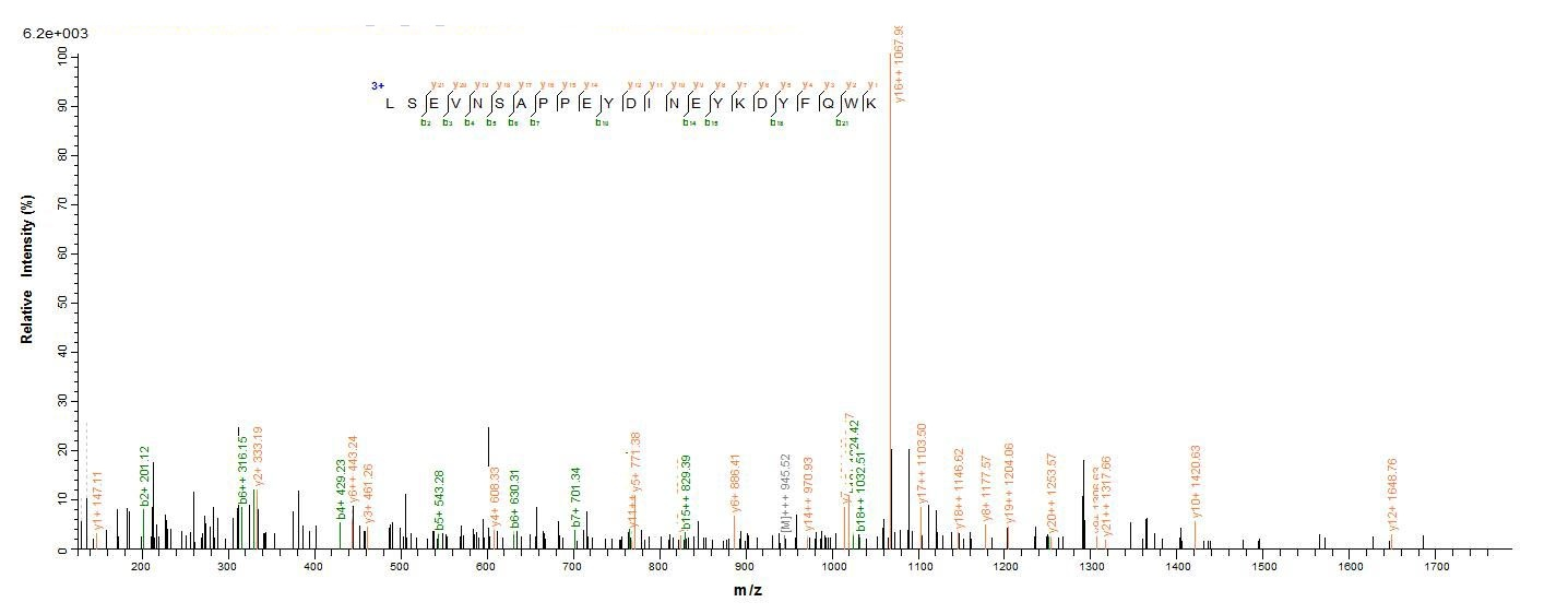E.coli P30996 protein