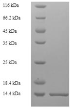 E.coli Histone H2B protein
