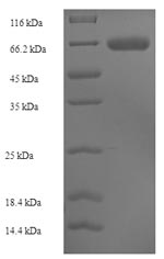 E.coli MEL1 protein