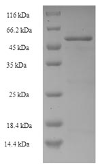 E.coli tar protein