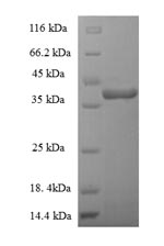 E.coli entG protein