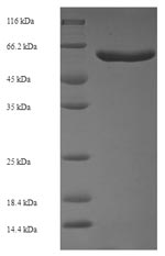 E. coli ftsZ protein