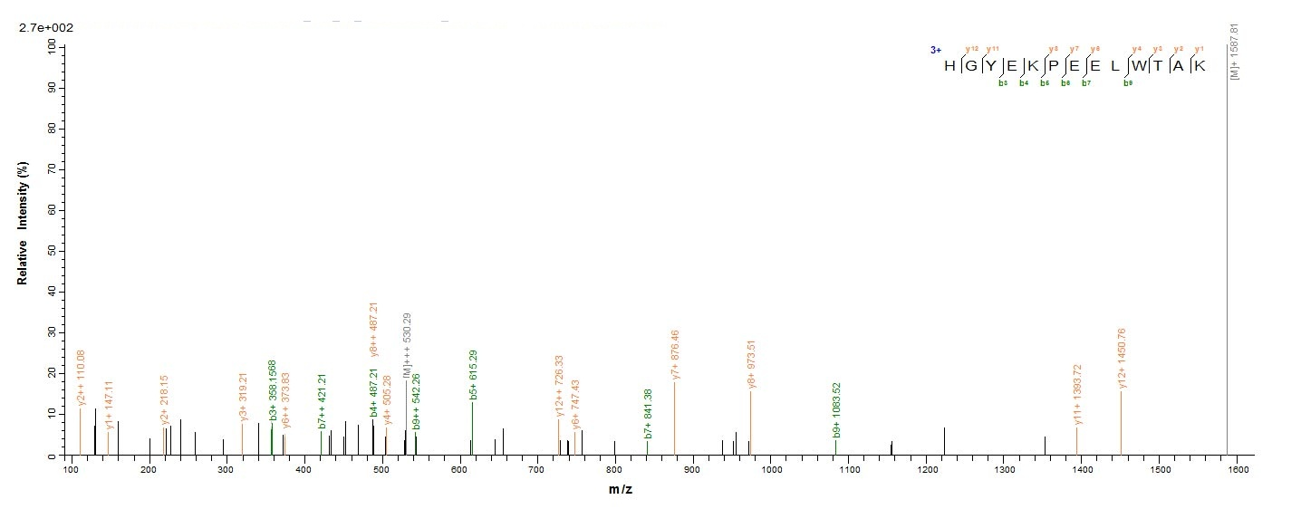 Human Capsid VP2 protein