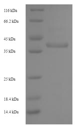 E.coli entG protein