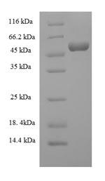 Mouse C3 protein