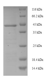 E.coli entC1 protein