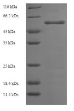 E.coli aglB protein