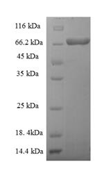E.coli groL protein