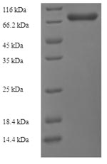 E.coli glaB1 protein