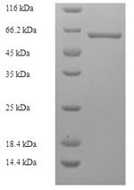 E.coli apaLIM protein