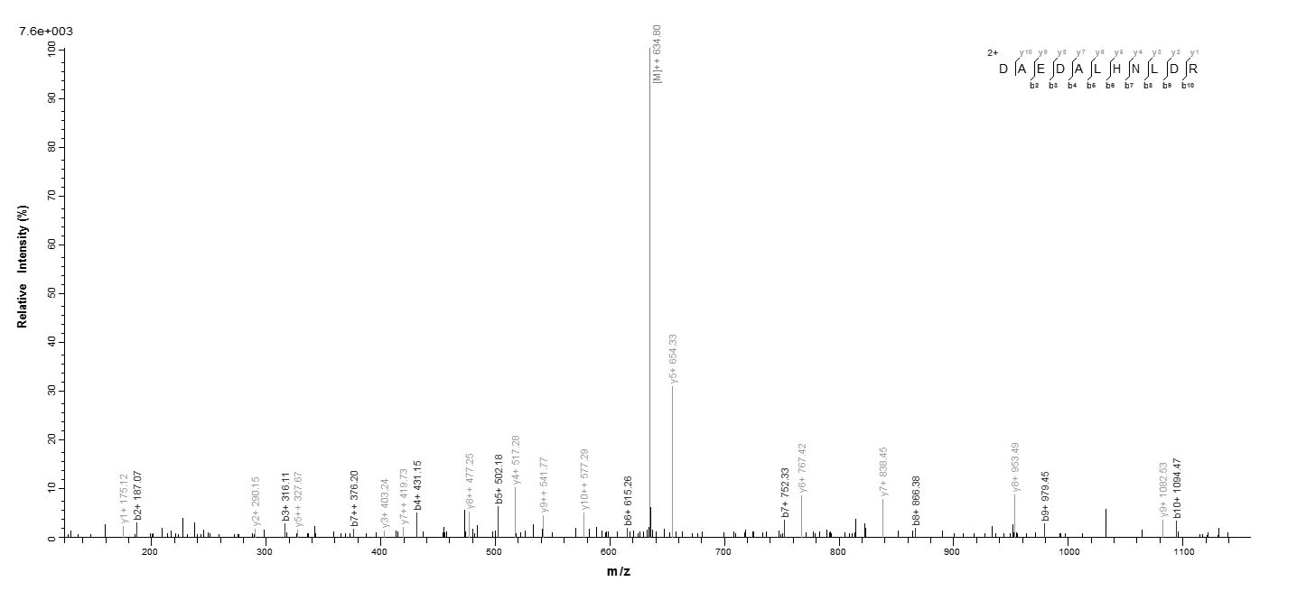 Human SRSF10 protein