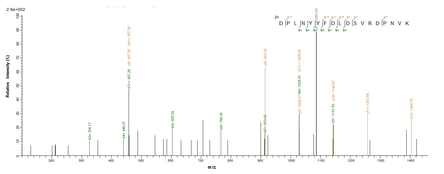 E.coli scaIM protein