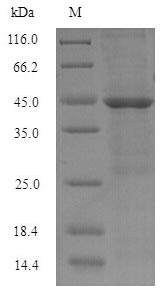 Human HABP2 protein